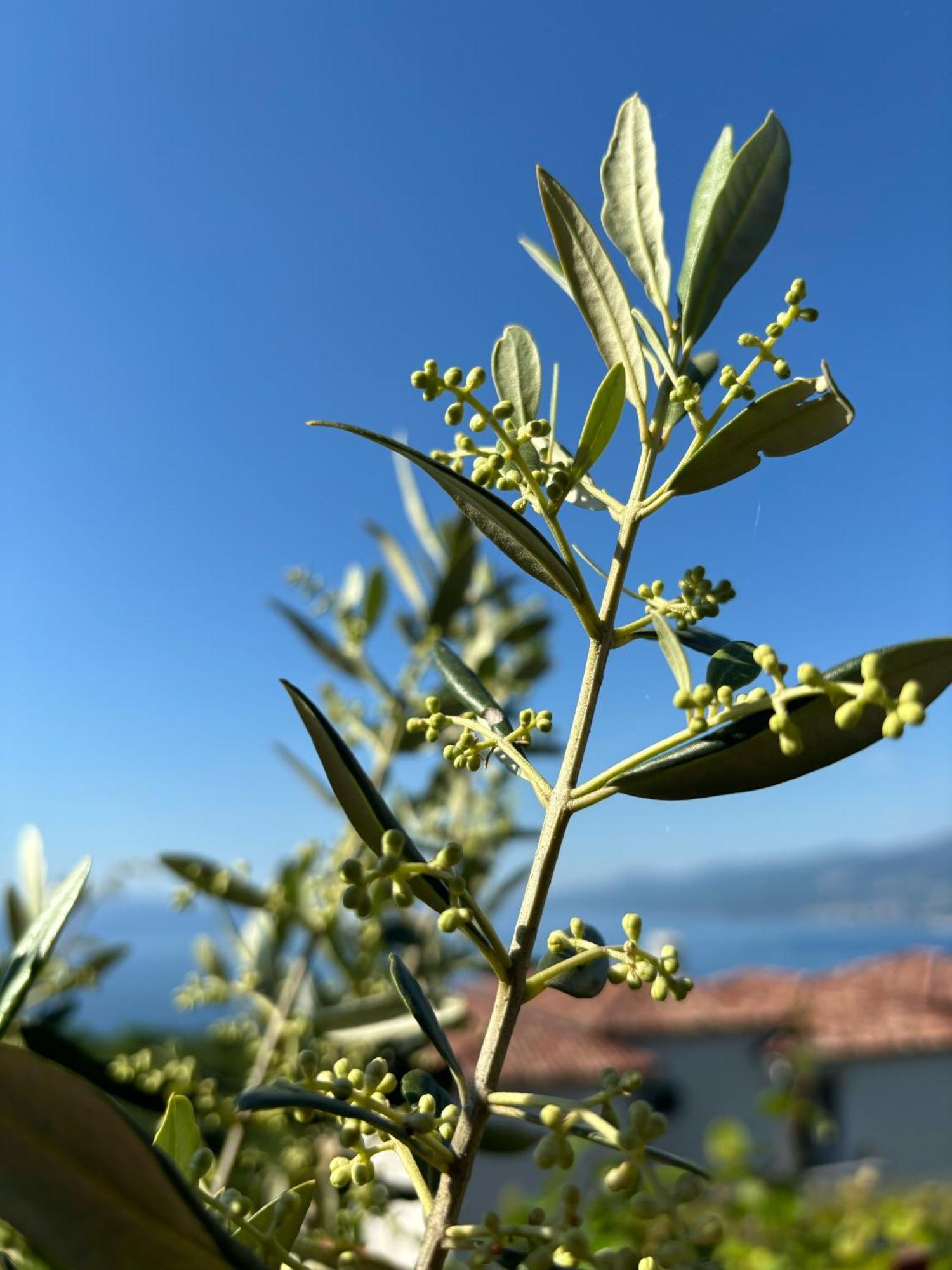Apartmán Va Kastav Exteriér fotografie